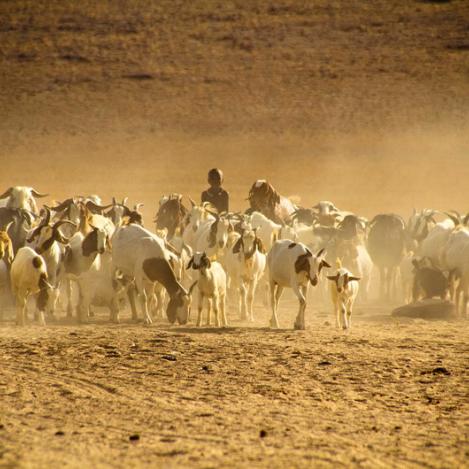 Los san, Namibia