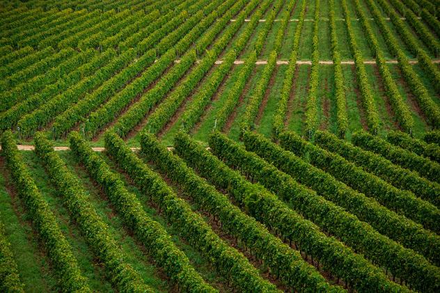 Bolivia alternativa: Tarija y los vinos