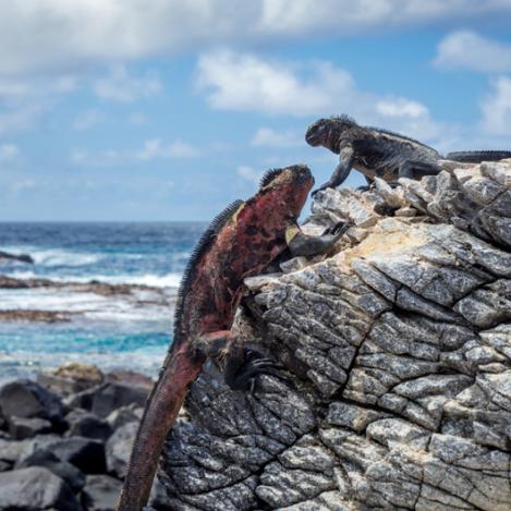 Punta Suárez, isla Española, Ecuador