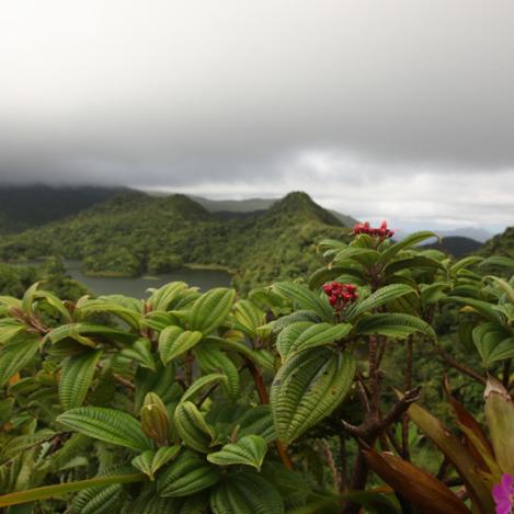 Parque Nacional Morne Trois Pitons, Dominica