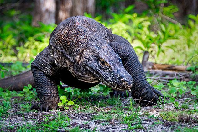 Nusa Tenggara, Indonesia: isla de Flores, Parque Nacional de Komodo