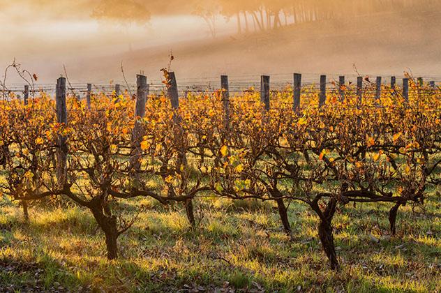 Si apetece tomar una copa de vino, Margaret River es el sitio ideal, Australia Occidental, Top 01 de Best in Asia Pacific 2019, los 10 mejores destinos de Asia-Pacífico
