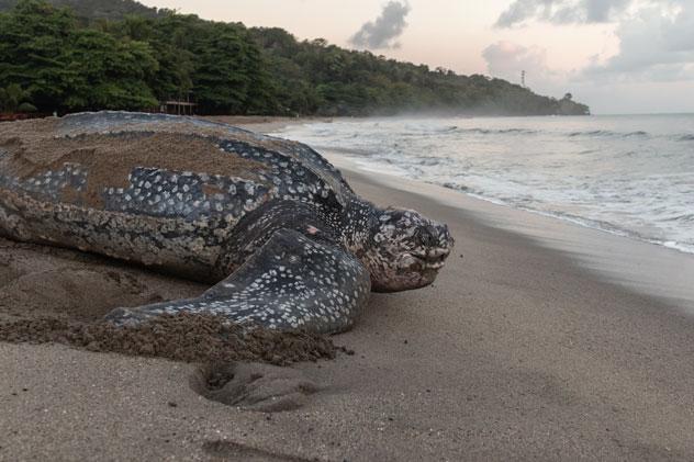 Tortuga laúd poniendo sus huevos durante la temporada de anidación. Jade Prevost Manuel/Shutterstock ©