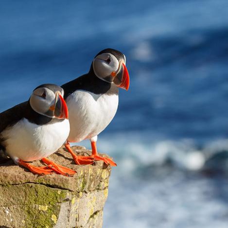 Frailecillos en Islandia