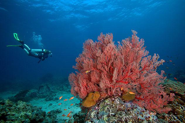 Isla Havelock, islas Andamán, India