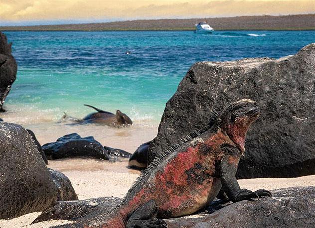 Ecuador: islas Galápagos