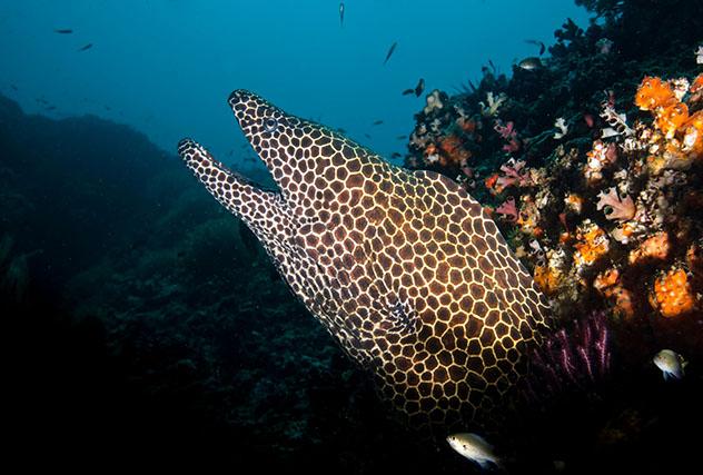 Bucear en Oriente Próximo: el mar de Arabia, Omán