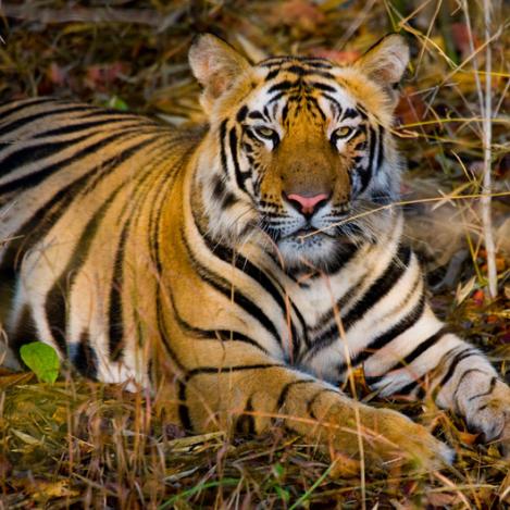 Tigre, Parque Nacional de Bandhavgarh, India