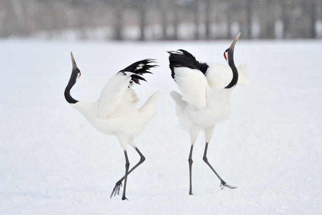 Dos grullas de coronilla roja haciendo danzas de cortejo. © AndreAnita/Shutterstock