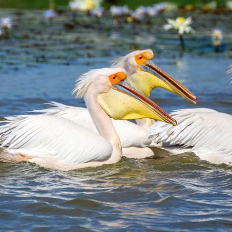 Parque Nacional de las Aves del Djoudj, Senegal