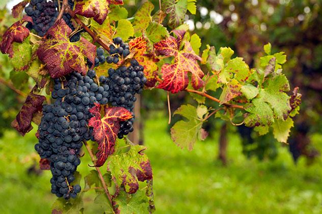 Eslovenia vinos: uvas Red Refosco