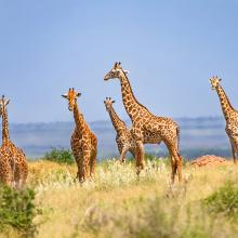  Jirafas en el Parque Tsavo Este, en Kenia.