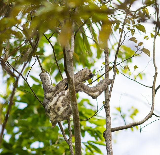 Santarém, perezoso, Amazonia brasileña