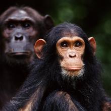 Dos chimpancés en el Parque Nacional de Gombe, Tanzania.