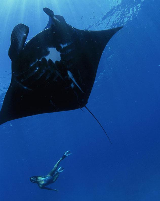Nadando con una manta en Fiyi, Top 07 de Best in Asia Pacific 2019, los 10 mejores destinos de Asia-Pacífico