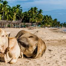 Playa de Uppuveli, Sri Lanka
