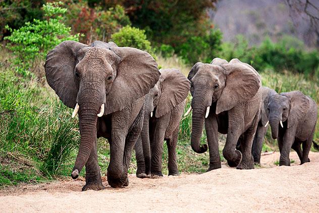 Elefantes en el Parque Nacional Kruger, Sudáfrica