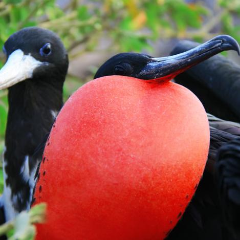 Reserva de fragatas, Barbuda