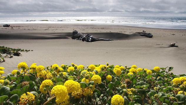 Humboldt Bay National Wildlife Refuge, California © www.fws.gov/refuge/Humboldt_Bay/Refuge ecologist Andrea Pickart.