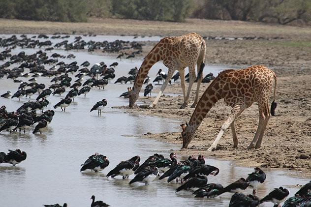 Parque Nacional de Zakouma, Chad © Thomas Clode / Shutterstock