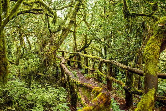 Laurisilva en el Parque Nacional de Garajonay, ruta de senderismo por La Gomera, Canarias, España