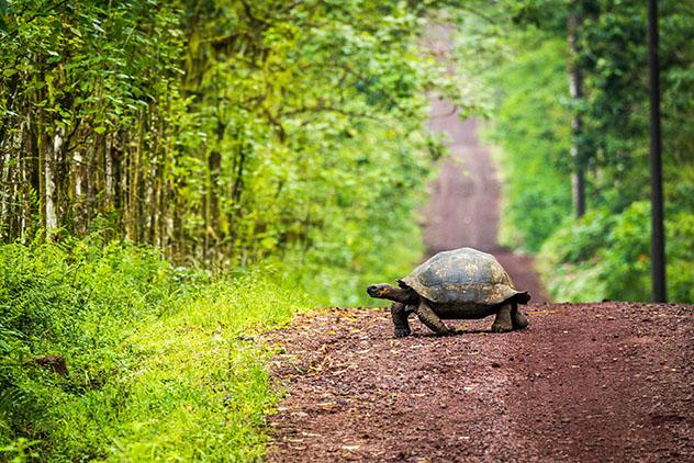 Viaje de un naturalista alrededor del mundo, un libro para embarcarse junto al naturalista más conocido del mundo