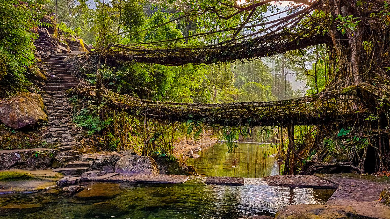 Puentes vivientes de Meghalaya, India