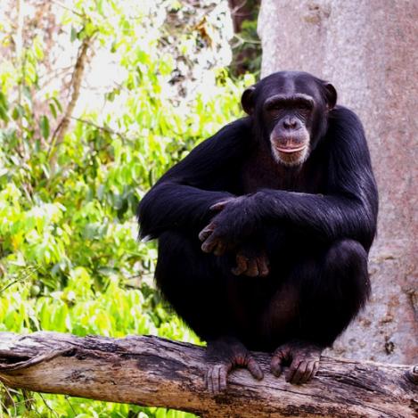 Chimpancé, Guinea 