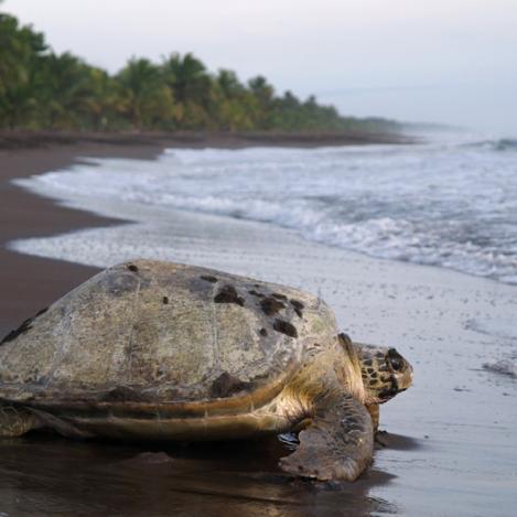Parque Nacional Tortuguero, Costa Rica