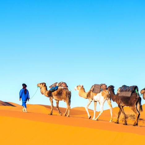 Paseo en camello por el Sáhara, Marruecos