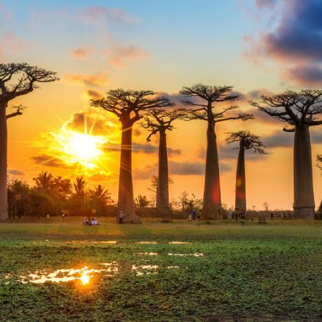 Puesta de sol en Allée des Baobabs, Madagascar