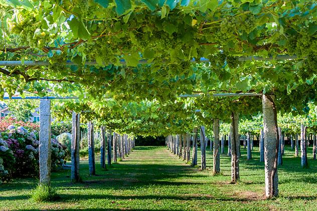 Bebidas gallegas: vino Albariño, Galicia, España