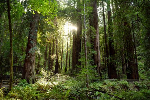 Las fitoncidas que producen las plantas pueden reducir el nivel de estrés, reforzar el sistema inmunitario y ofrecer una aventura increíble, Costa Norte, California © MNStudio / Shutterstock