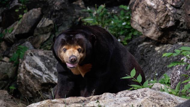 Oso malayo, Camboya © manizosx / Shutterstock