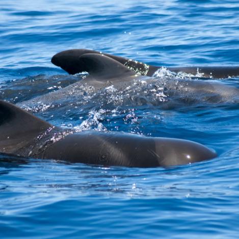 Ballenas piloto, Canarias, España