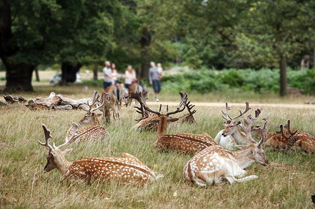 Animales salvajes en Richmond Park