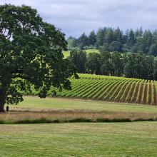 Con vistas a los viñedos de Willamette Valley en un hermoso día soleado en Oregón,
