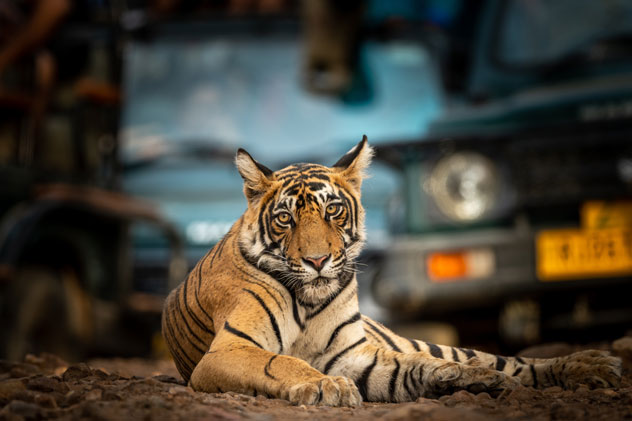 Tigre salvaje en el Ranthambore National Park. © Sourabh Bharti/Shutterstock