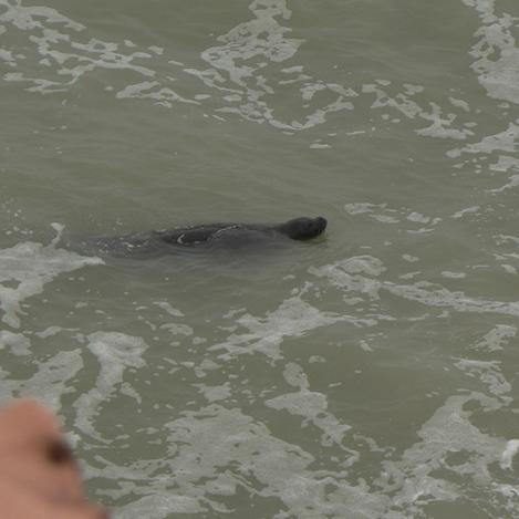 Foca monje, Cap Blanc, Mauritania