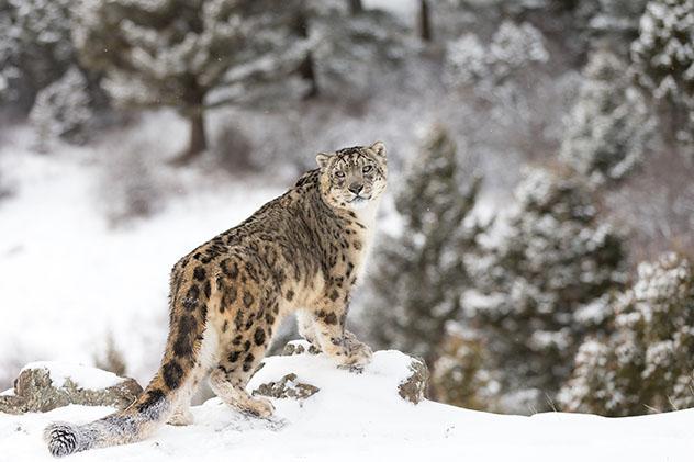 El leopardo de las nieves, un libro para conocer a un desconocido gran felino
