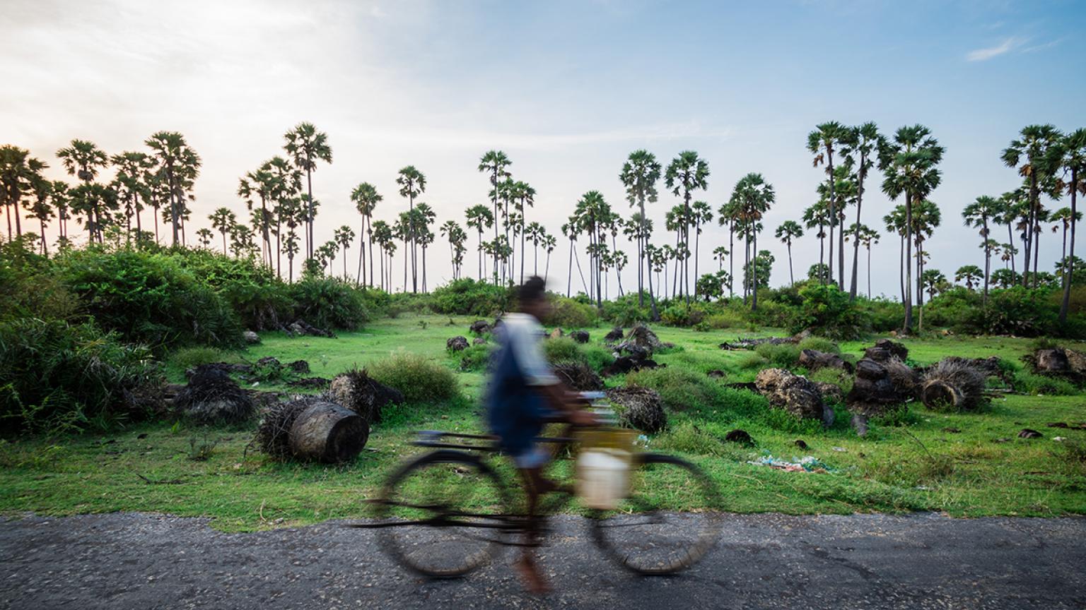 La belleza de los campos de Palmyrah en Jaffna