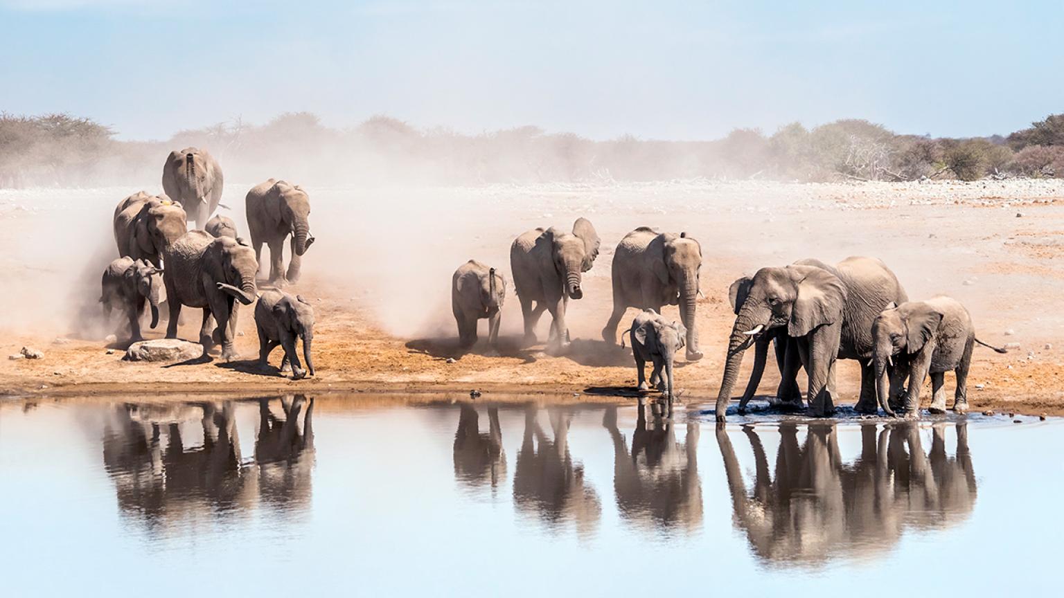 Gran familia de elefantes africanos bebiendo en un agujero de agua en el parque nacional de Etosha. Namibia, África.
