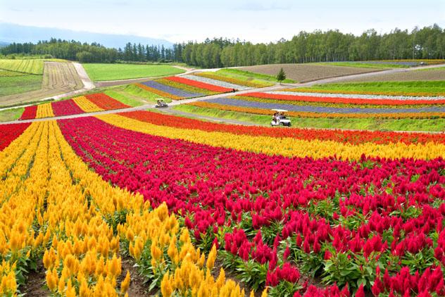 Biei, Hokkaido, Japón © Niradj / Shutterstock