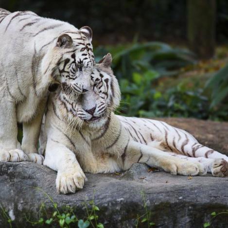 Zoo de Singapur, Singapur