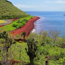Isla Rábida, Galápagos, Ecuador