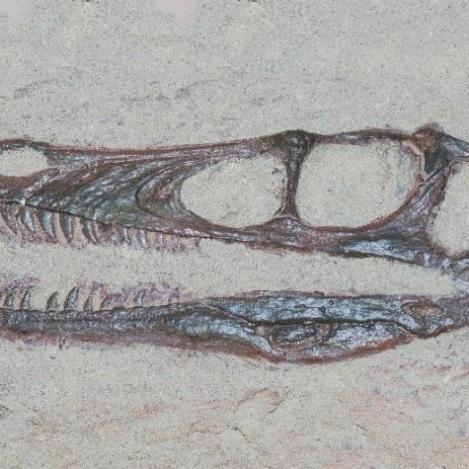 Velociraptors silbadores