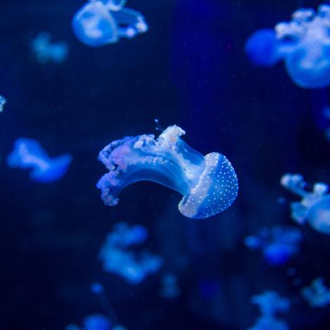 Submarinismo, Canarias, España