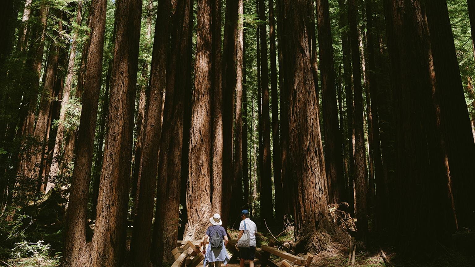 Reserva natural de Armstrong en Sonoma, California. 
