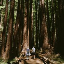 Reserva natural de Armstrong en Sonoma, California. 