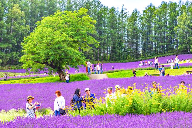 Campo de lavanda en primavera. © Getty Images